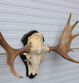 Zweeds ELAND GEWEI op houten schild