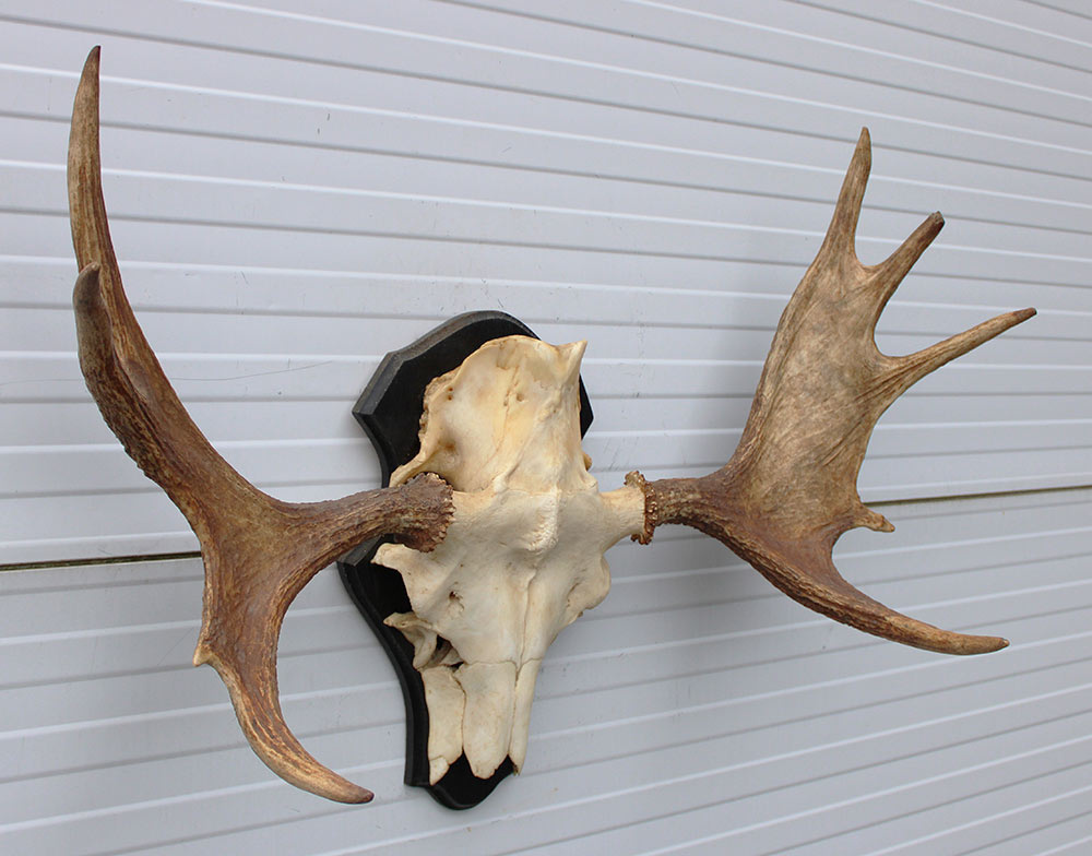 Zweeds ELAND GEWEI op houten schild