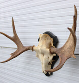 Zweeds ELAND GEWEI op houten schild