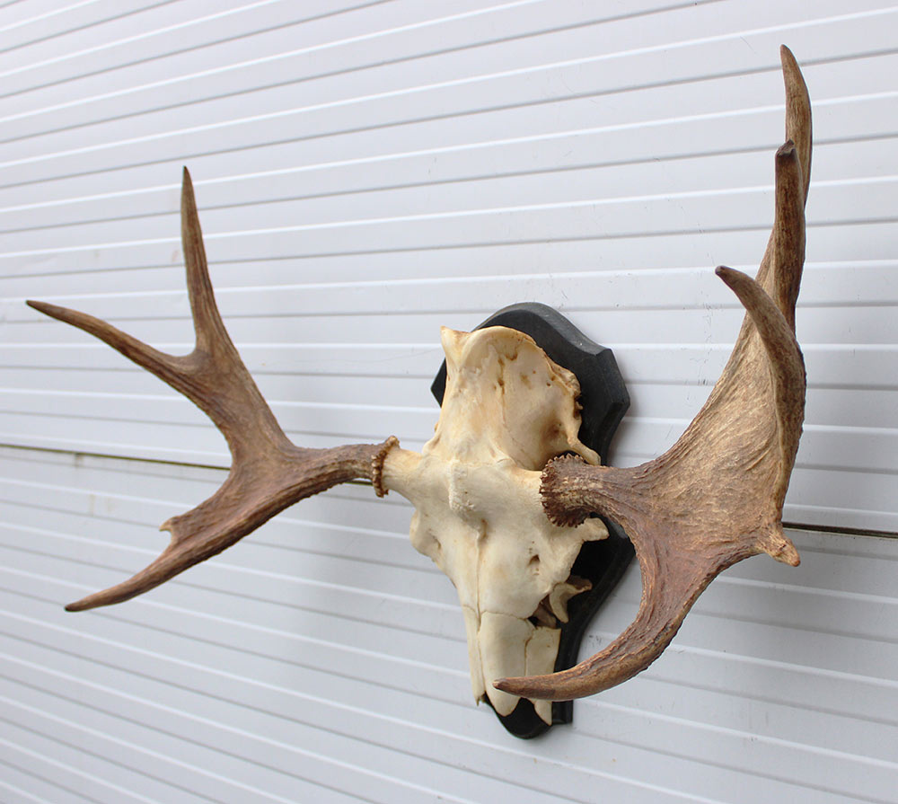 Zweeds ELAND GEWEI op houten schild