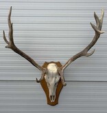 Decoratief EDELHERT GEWEI 12-ender op eikenhouten schild