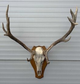 Decoratief EDELHERT GEWEI 12-ender op houten schild - ref. KA