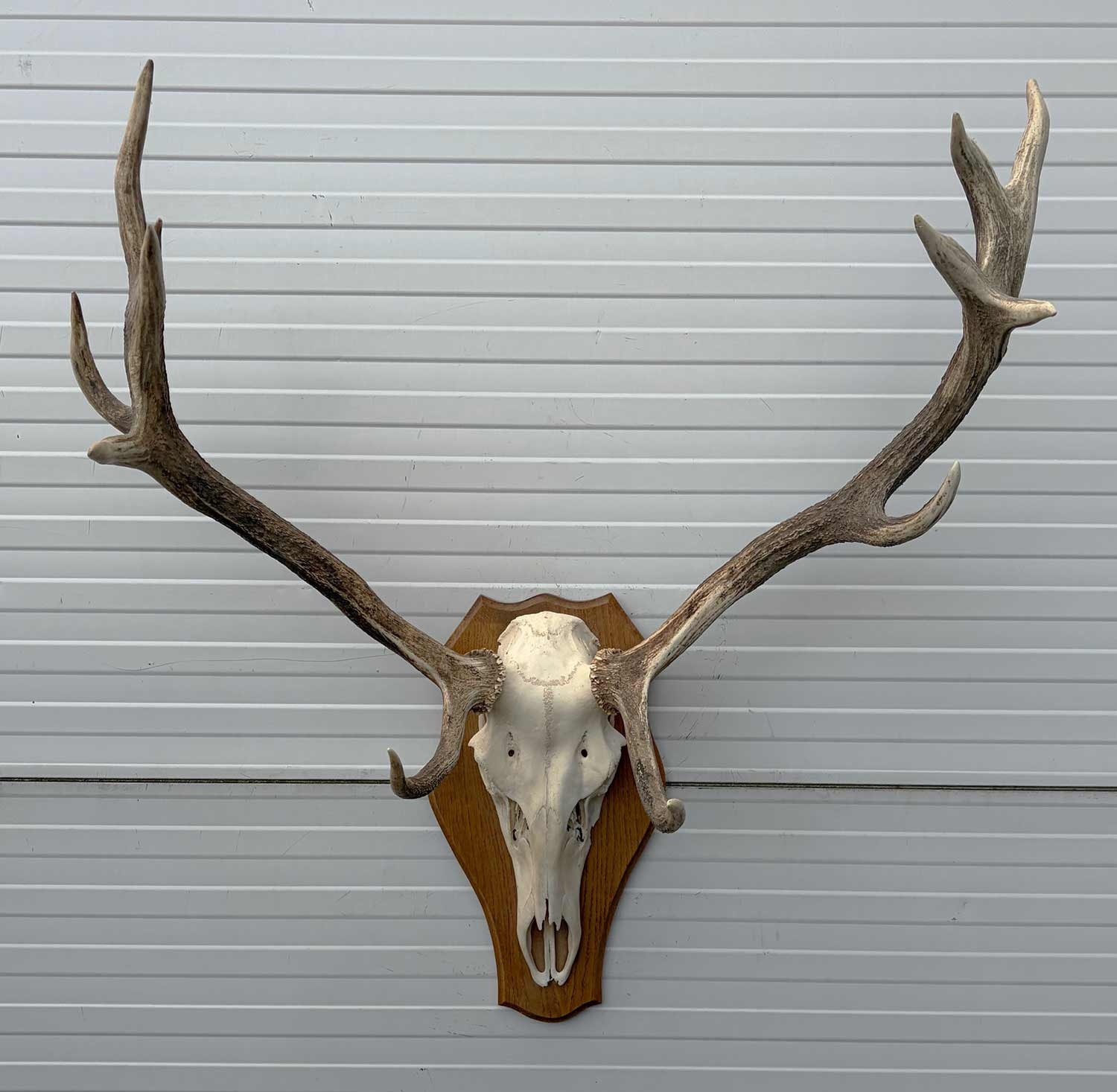 Decoratief EDELHERT GEWEI 12-ender op eikenhouten schild