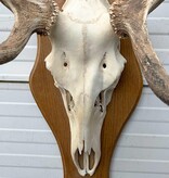 Decoratief EDELHERT GEWEI 12-ender op eikenhouten schild