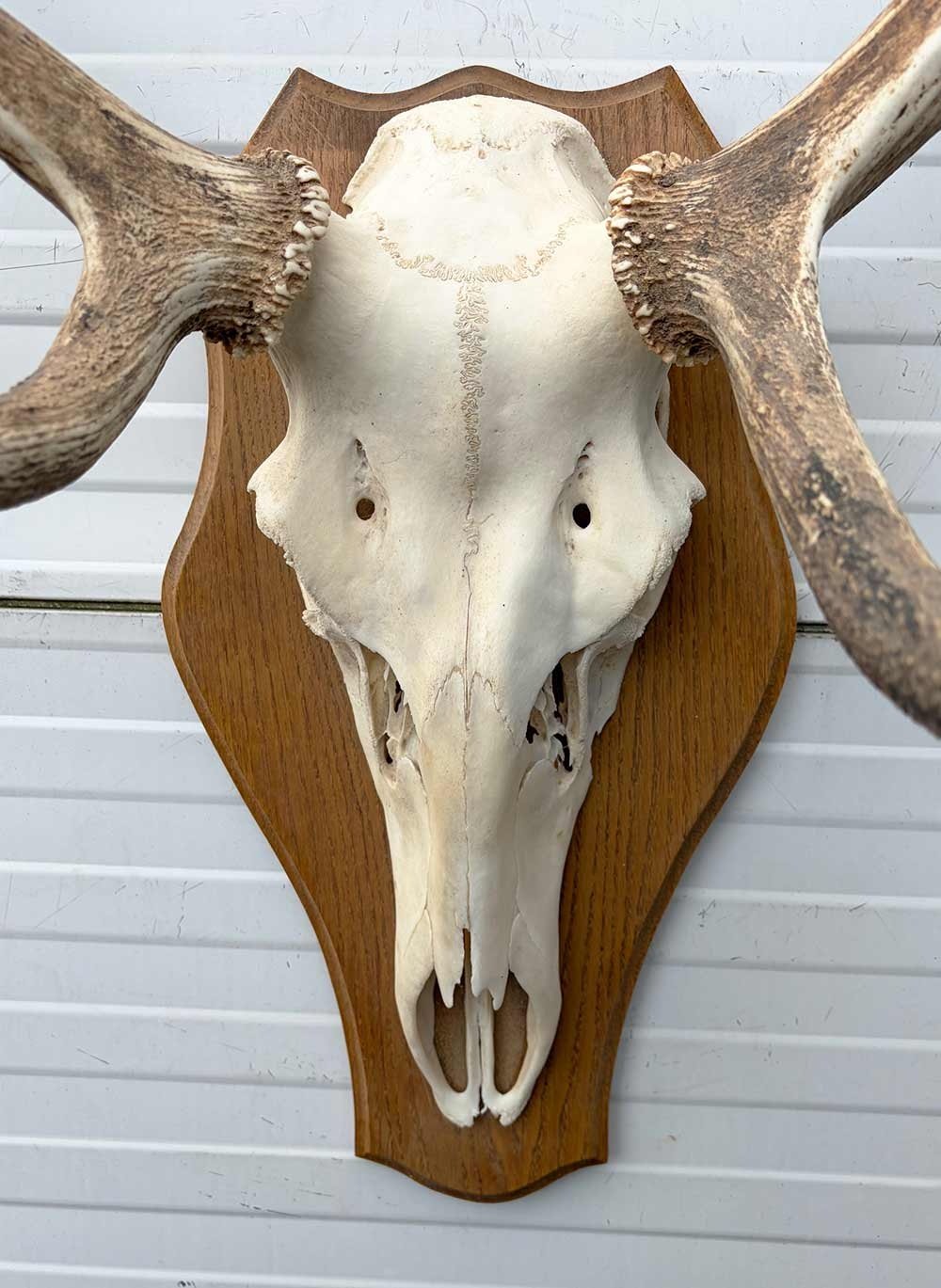 Decoratief EDELHERT GEWEI 12-ender op eikenhouten schild