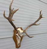 Decoratief EDELHERT GEWEI 12-ender op eikenhouten schild