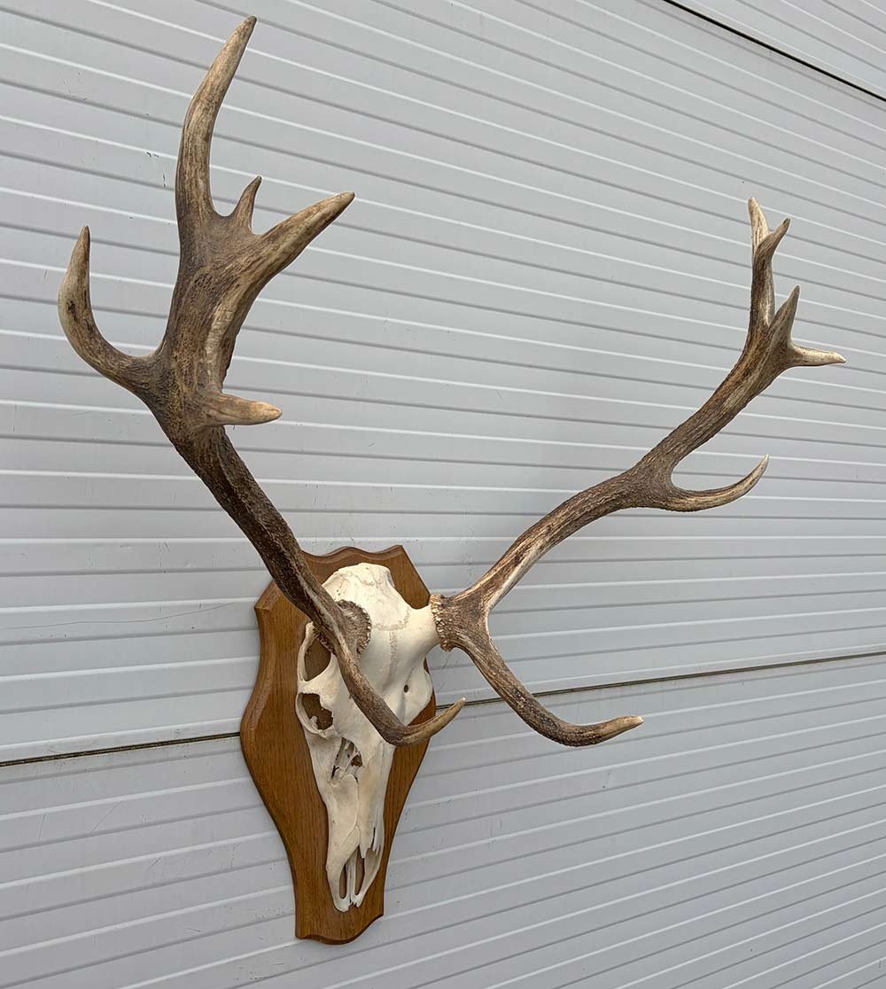 Decoratief EDELHERT GEWEI 12-ender op eikenhouten schild