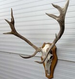 Decoratief EDELHERT GEWEI 12-ender op eikenhouten schild