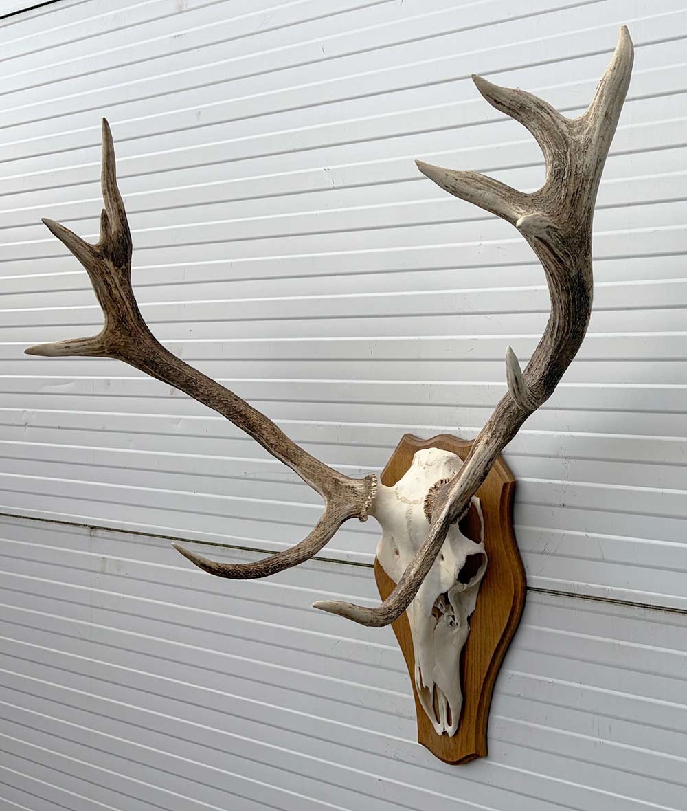 Decoratief EDELHERT GEWEI 12-ender op eikenhouten schild