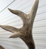 Decoratief EDELHERT GEWEI 12-ender op eikenhouten schild