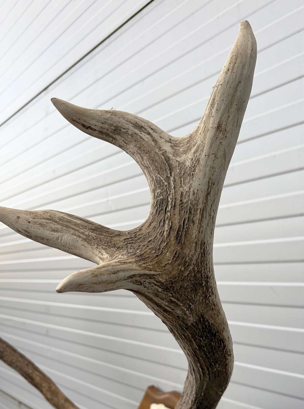 Decoratief EDELHERT GEWEI 12-ender op eikenhouten schild