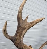 Decoratief EDELHERT GEWEI 12-ender op eikenhouten schild