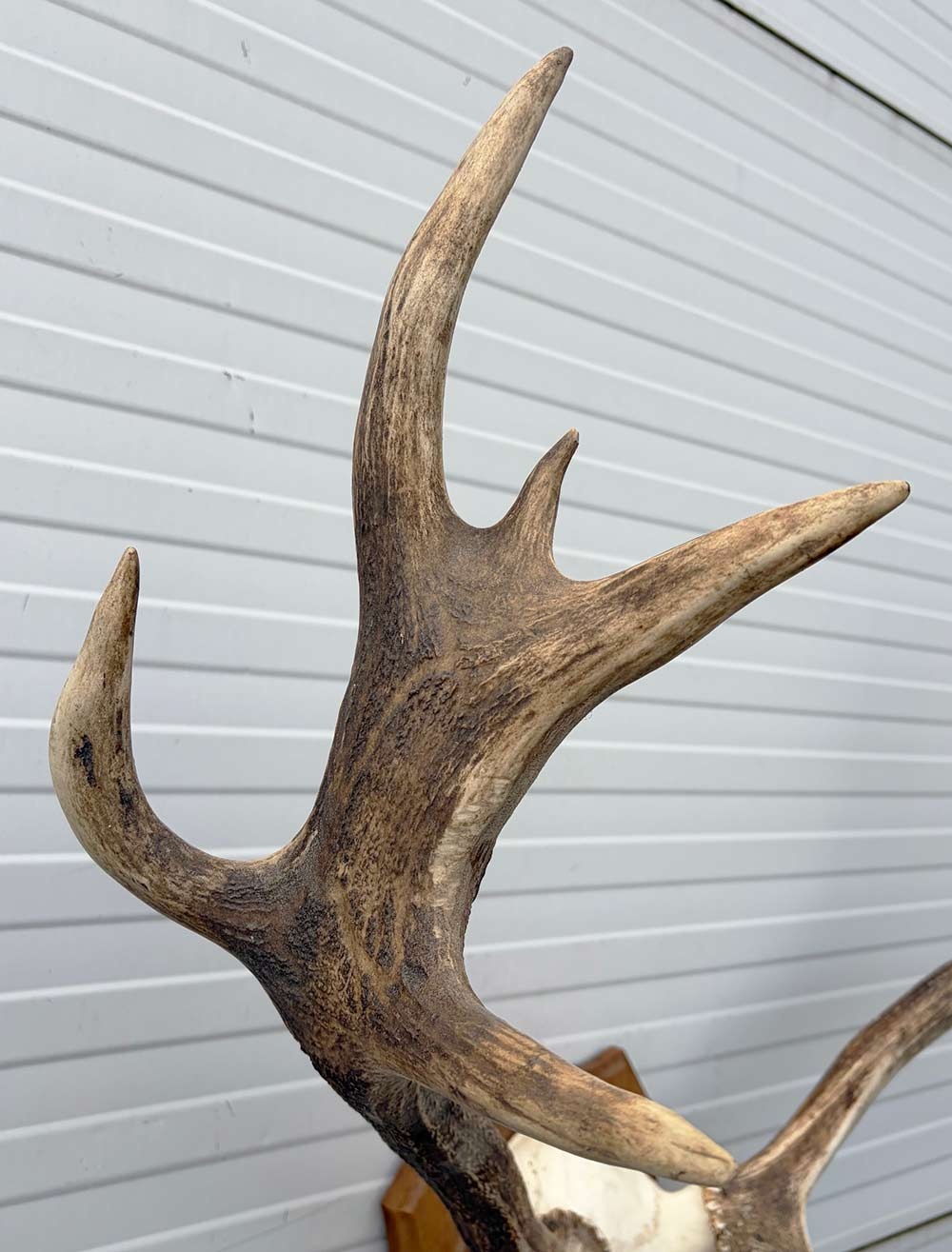 Decoratief EDELHERT GEWEI 12-ender op eikenhouten schild