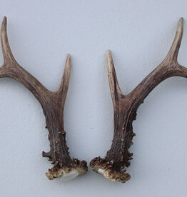 REE GEWEI PAAR 20 cm - ref. V