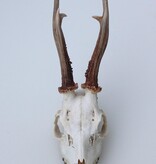 Zesender REE GEWEI  - schedel - 360 gr - stanglengte 19 cm