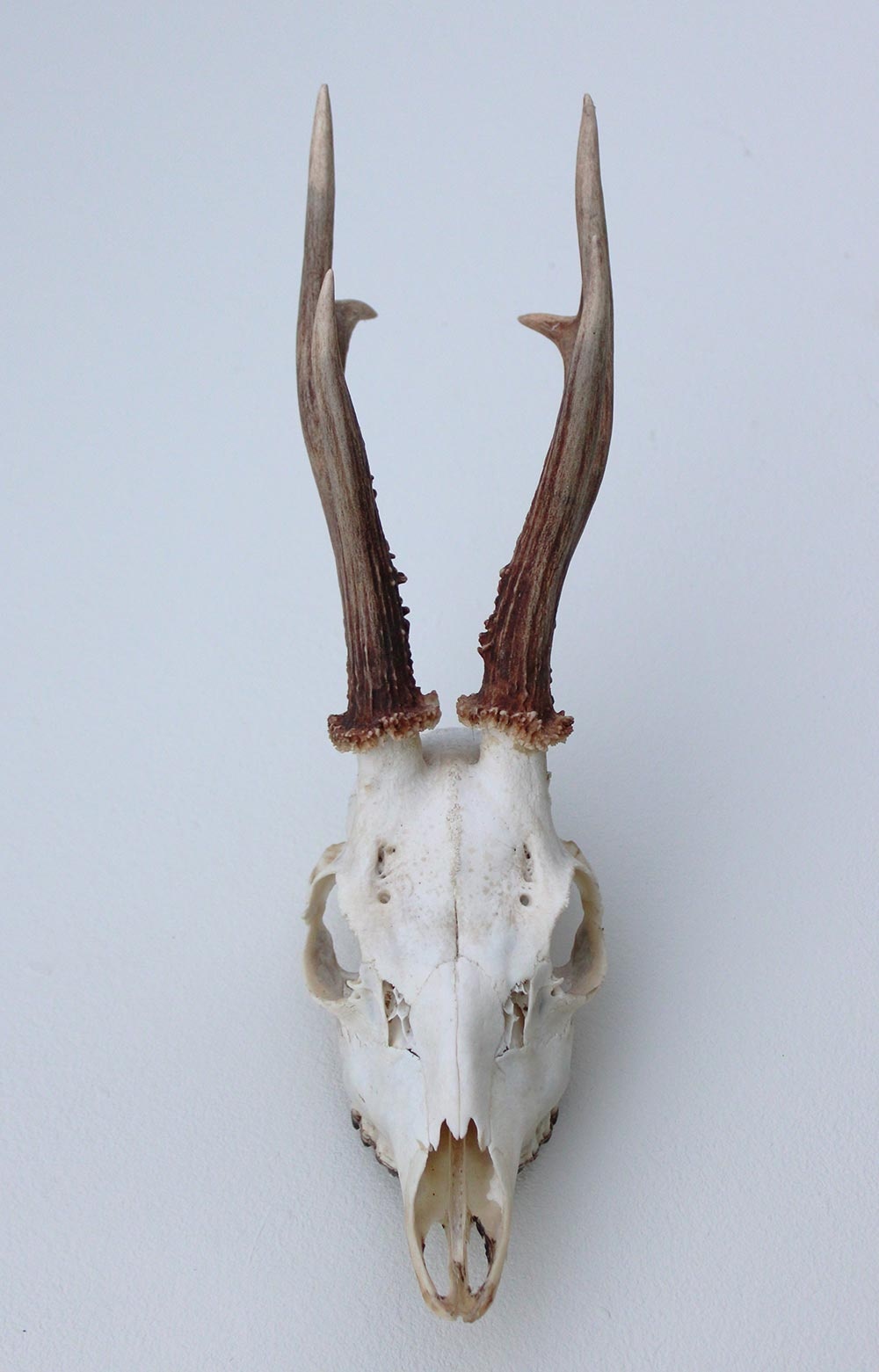 Zesender REE GEWEI  - schedel - 360 gr - stanglengte 19 cm