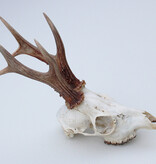 Zesender REE GEWEI  - schedel - 360 gr - stanglengte 19 cm