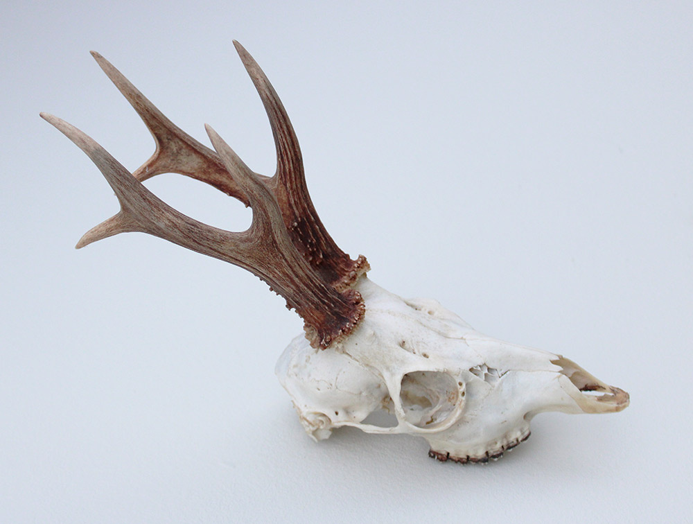 Zesender REE GEWEI  - schedel - 360 gr - stanglengte 19 cm