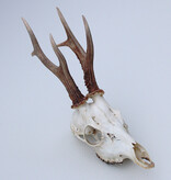 Zesender REE GEWEI  - schedel - 360 gr - stanglengte 19 cm