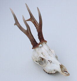 Zesender REE GEWEI  - schedel 360 gr - ref. Q