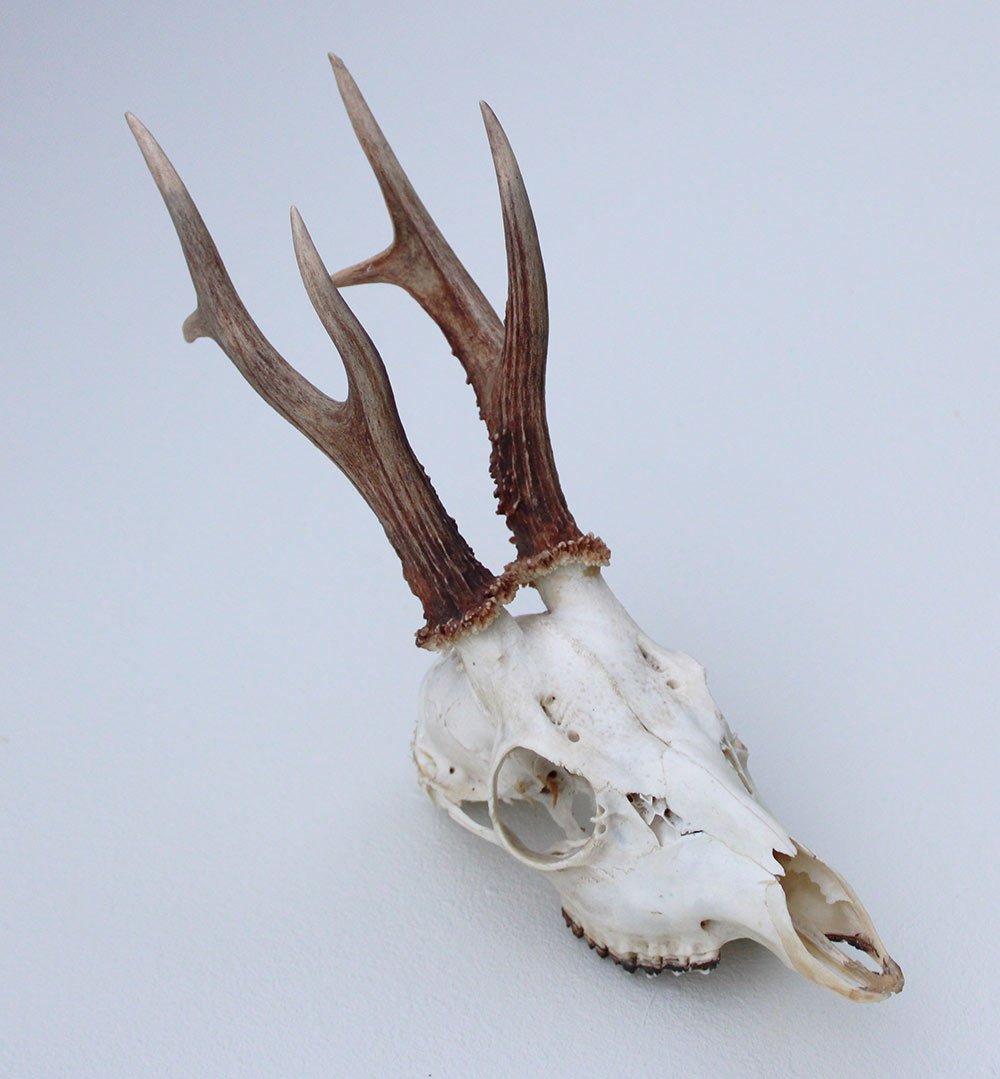 Zesender REE GEWEI  - schedel - 360 gr - stanglengte 19 cm