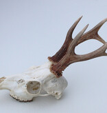 Zesender REE GEWEI  - schedel - 360 gr - stanglengte 19 cm