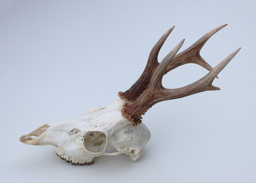 Zesender REE GEWEI  - schedel - 360 gr - stanglengte 19 cm