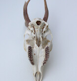 Zesender REE GEWEI  - schedel - 360 gr - stanglengte 19 cm