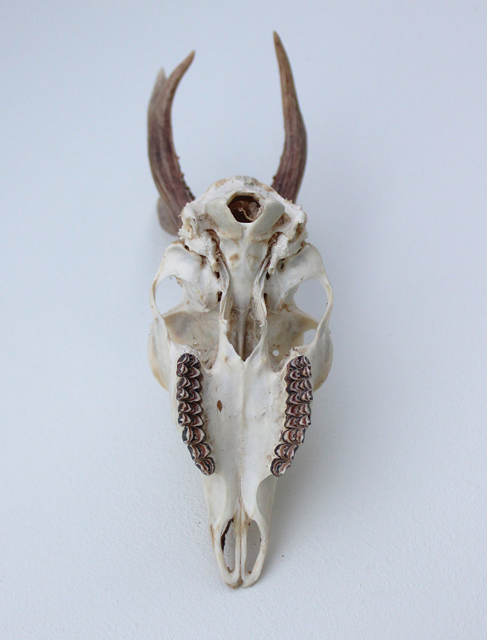 Zesender REE GEWEI  - schedel - 360 gr - stanglengte 19 cm