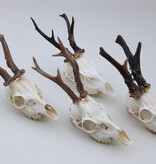 4 x mooi gebleekte REE SCHEDEL compleet met kiezen