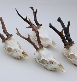 4 x gebleekte  REE SCHEDEL