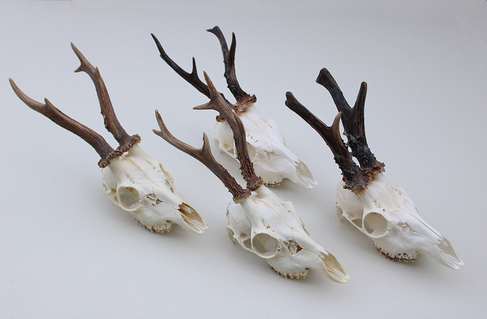 4 x mooi gebleekte REE SCHEDEL compleet met kiezen