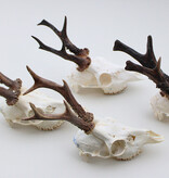 4 x mooi gebleekte REE SCHEDEL compleet met kiezen