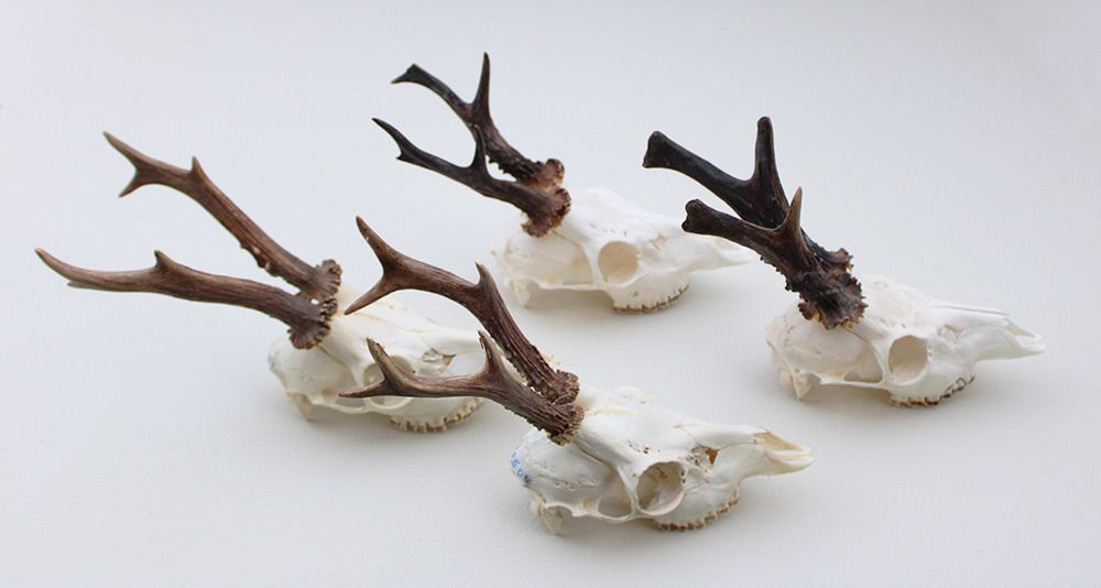 4 x mooi gebleekte REE SCHEDEL compleet met kiezen