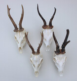 4 x mooi gebleekte REE SCHEDEL compleet met kiezen