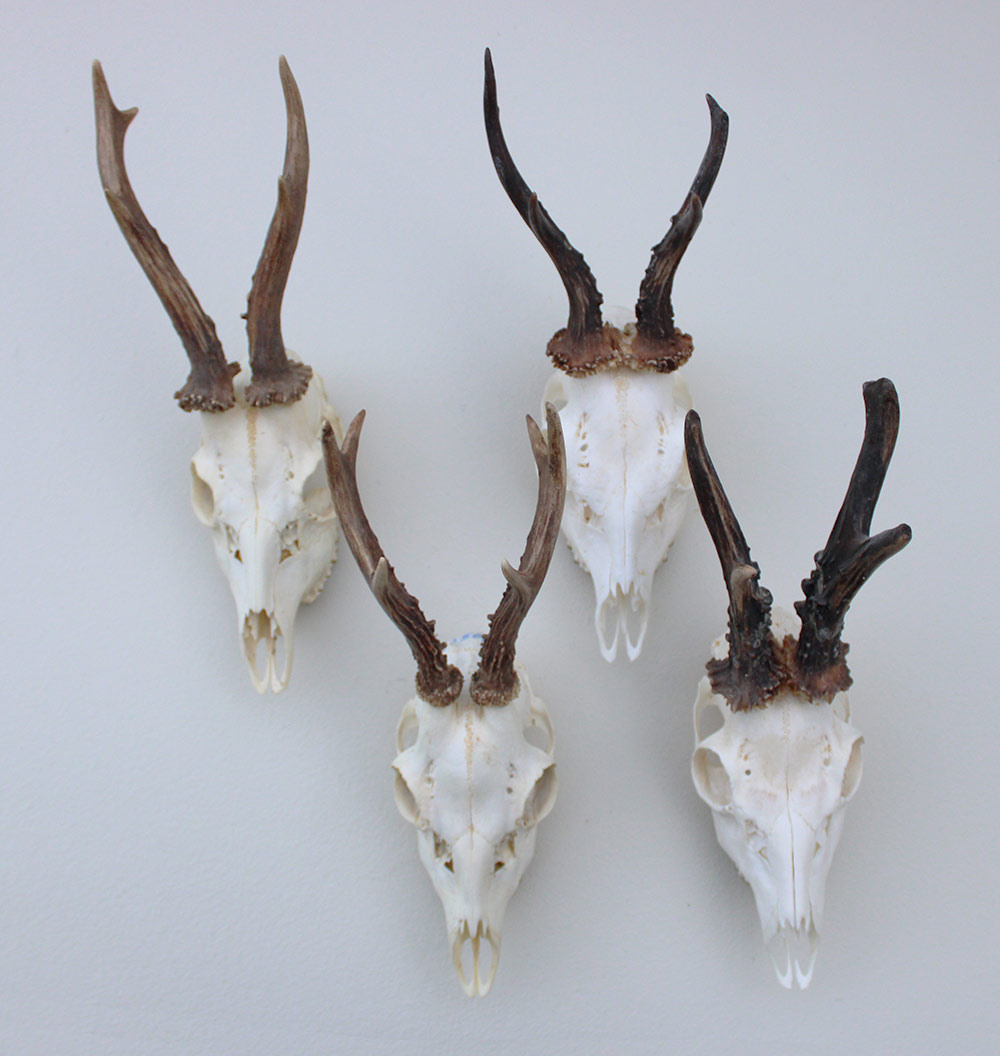 4 x mooi gebleekte REE SCHEDEL compleet met kiezen