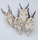4 x mooi gebleekte REE SCHEDEL compleet met kiezen