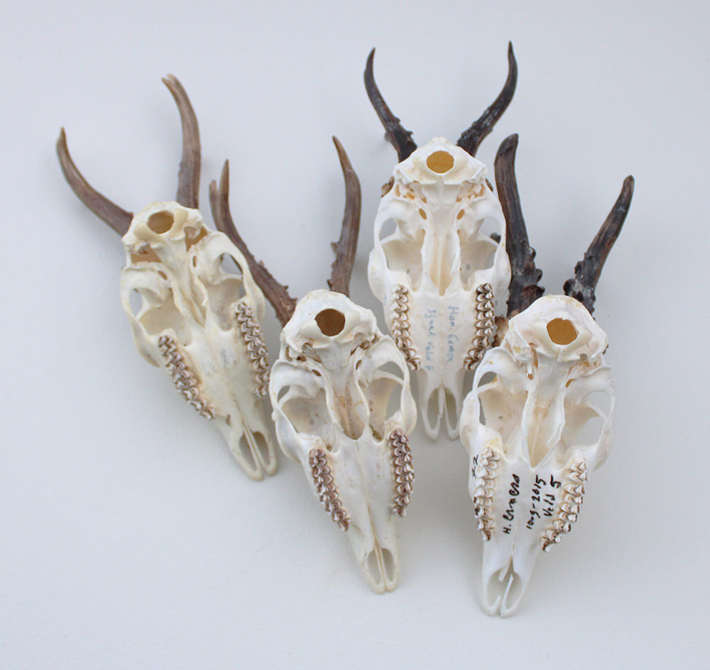 4 x mooi gebleekte REE SCHEDEL compleet met kiezen