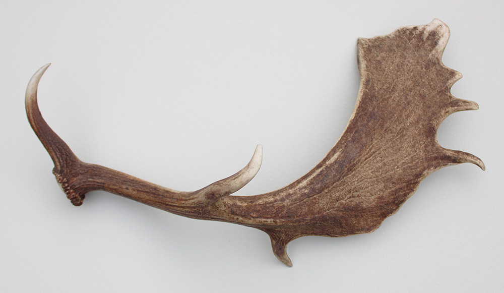 Grote DAMHERT GEWEI AFWERP STANG - ± 1,5 kg - 72 cm