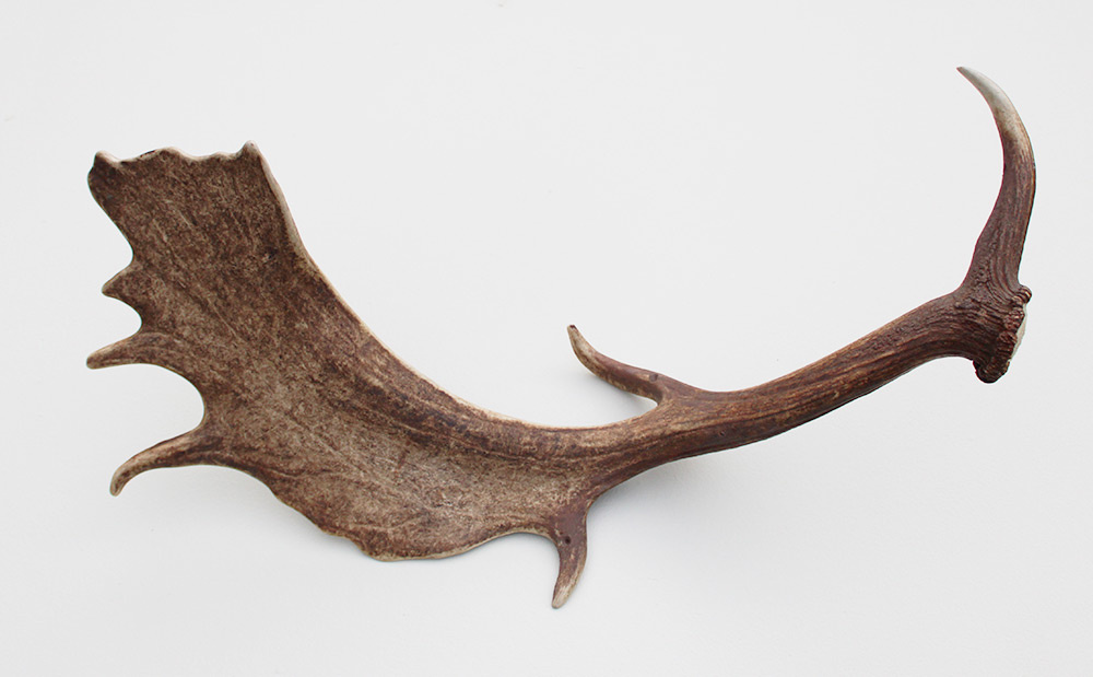 Grote DAMHERT GEWEI AFWERP STANG - ± 1,5 kg - 72 cm