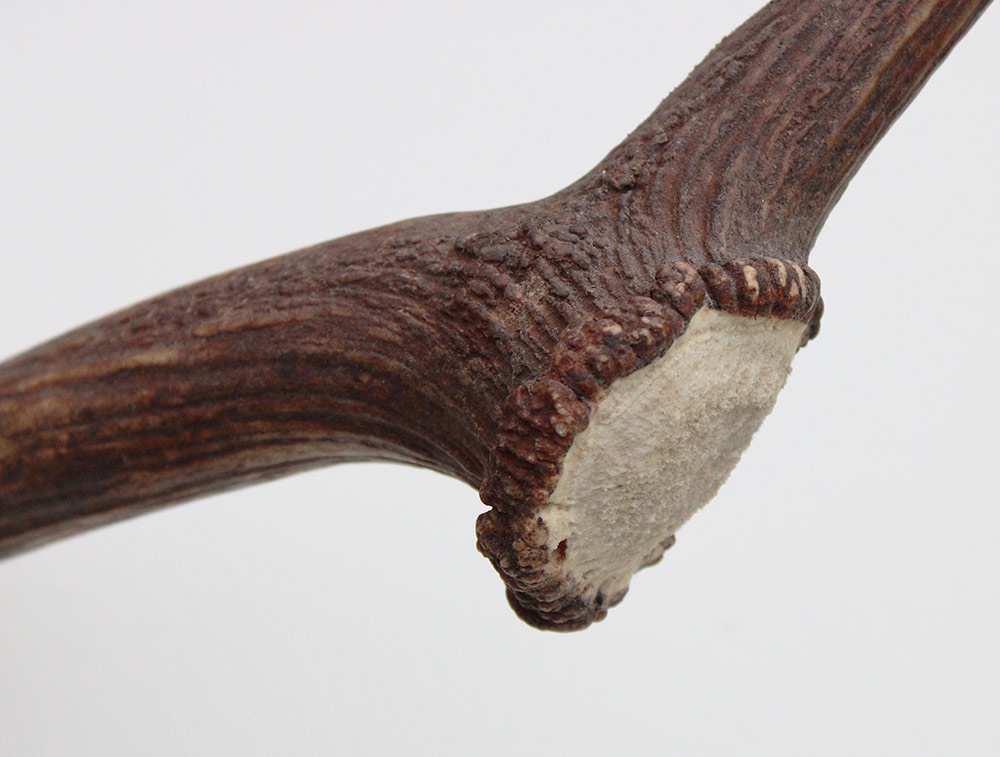 Grote DAMHERT GEWEI AFWERP STANG - ± 1,5 kg - 72 cm