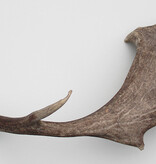 Grote DAMHERT GEWEI AFWERP STANG - ± 1 kg - 72 cm