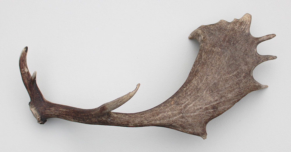 Grote DAMHERT GEWEI AFWERP STANG - ± 1 kg - 72 cm