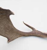 Grote DAMHERT GEWEI AFWERP STANG - ± 1 kg - 72 cm