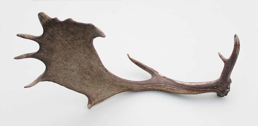 Grote DAMHERT GEWEI AFWERP STANG - ± 1 kg - 72 cm