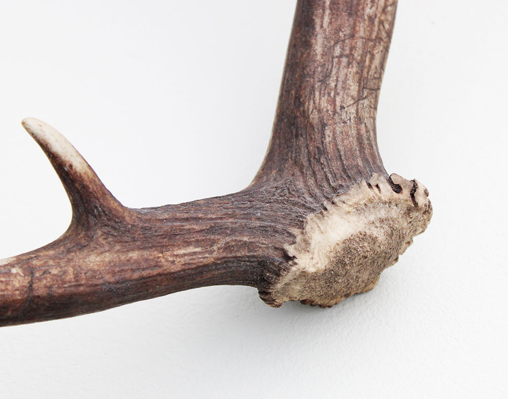 Grote DAMHERT GEWEI AFWERP STANG - ± 1 kg - 72 cm