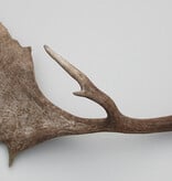 Grote DAMHERT GEWEI  STANG - ± 1 kg - 65 cm