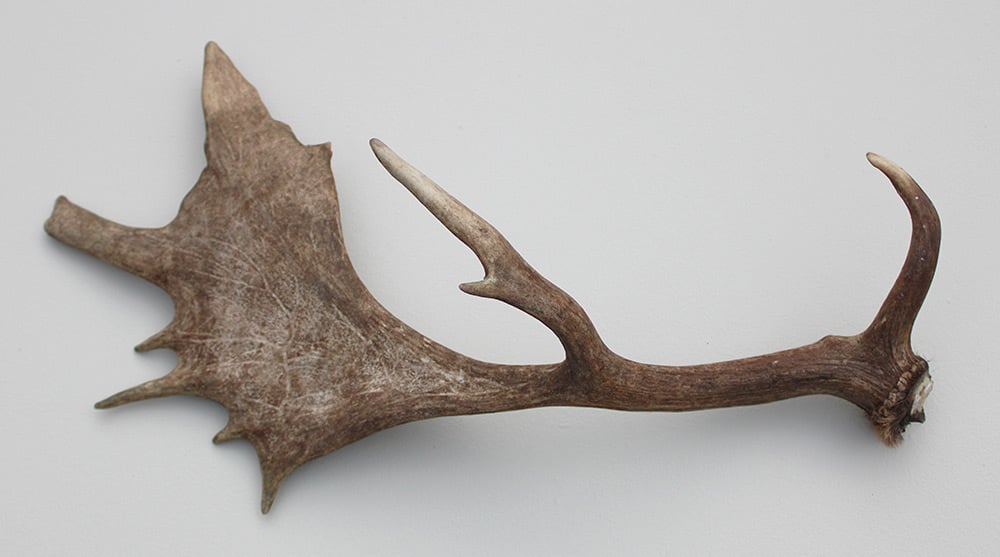 Grote DAMHERT GEWEI  STANG - ± 1 kg - 65 cm