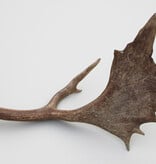 Grote DAMHERT GEWEI  STANG - ± 1 kg - 65 cm