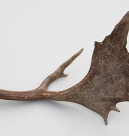 Grote DAMHERT GEWEI STANG - ± 1 kg - 65 cm  - ref.  C